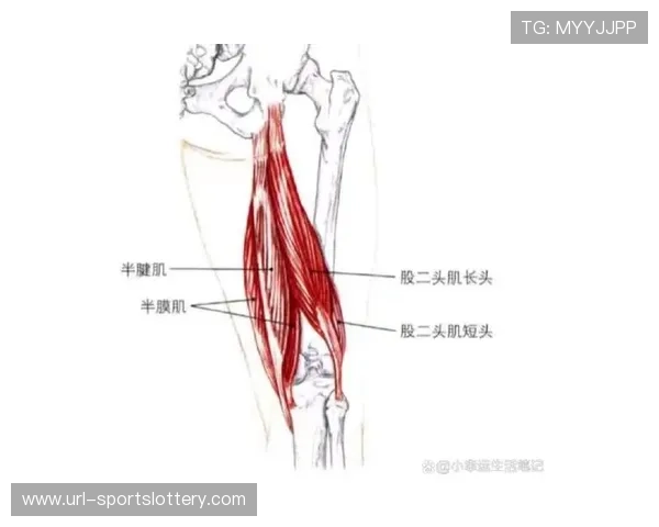科内右大腿股二头肌损伤，预计缺席一个月